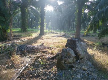 Güneş ışığı tarlaları gözetliyor.