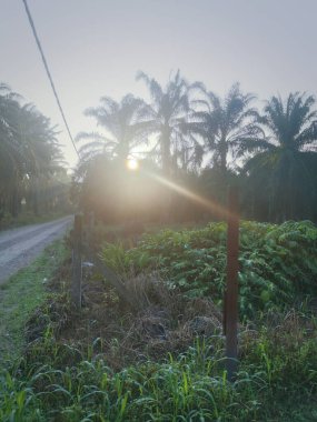 Güneş ışığı tarlaları gözetliyor.