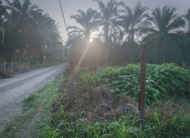 Güneş ışığı tarlaları gözetliyor.