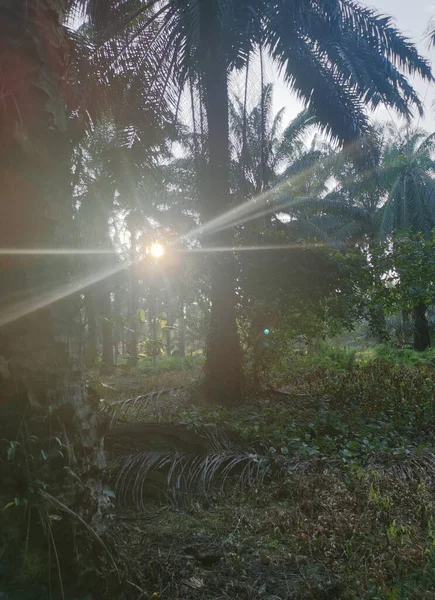 Lumière Soleil Jetant Coup Oeil Dans Campagne Plantation — Photo