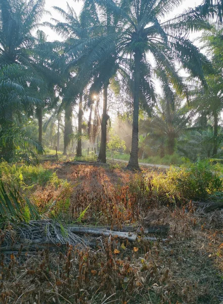 Sonnenlicht Lugt Die Plantagenlandschaft — Stockfoto