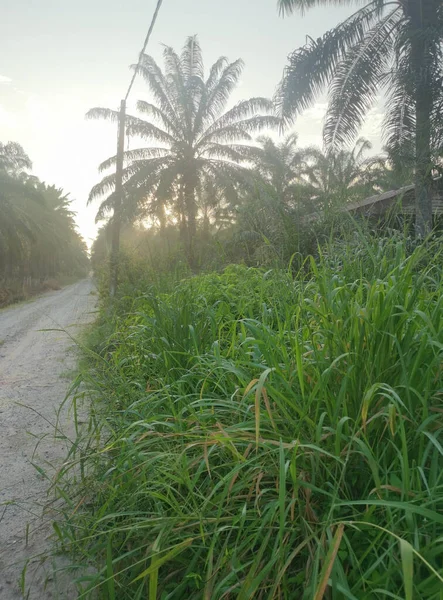 Sunlight Peeking Plantation Countryside — Stock Photo, Image