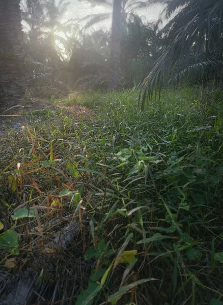 Sluneční Svit Vykukující Krajiny Plantáže — Stock fotografie