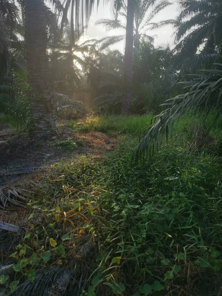 Lumière Soleil Jetant Coup Oeil Dans Campagne Plantation — Photo