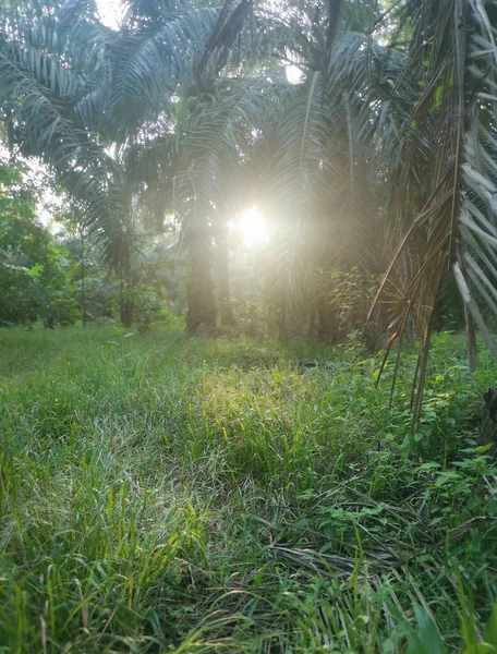 Lumière Soleil Jetant Coup Oeil Dans Campagne Plantation — Photo