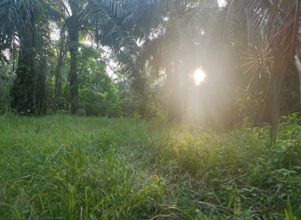 Güneş ışığı tarlaları gözetliyor.