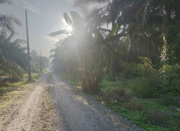 Güneş ışığı tarlaları gözetliyor.