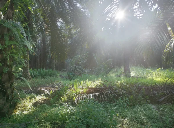 Lumière Soleil Jetant Coup Oeil Dans Campagne Plantation — Photo