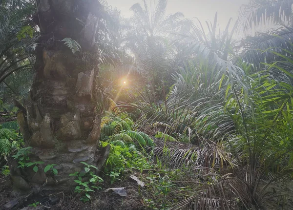 Lumière Soleil Jetant Coup Oeil Dans Campagne Plantation — Photo