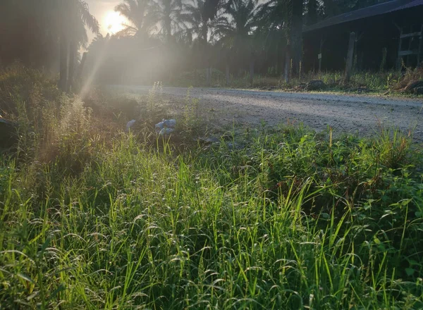 Solljus Kikar Plantage Landsbygden — Stockfoto