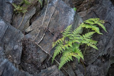 eğreltiotu yaprakları ölü palmiye gövdesinde büyüyor