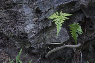 eğreltiotu yaprakları ölü palmiye gövdesinde büyüyor