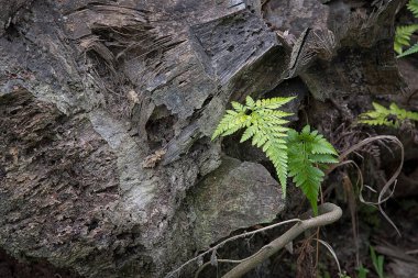 eğreltiotu yaprakları ölü palmiye gövdesinde büyüyor