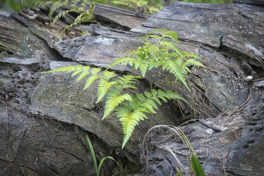 eğreltiotu yaprakları ölü palmiye gövdesinde büyüyor