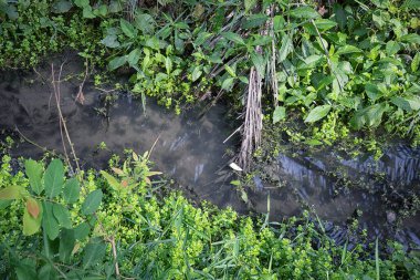 Kirli kırsal drenaj aşırı otlara tepeden bakıyor..
