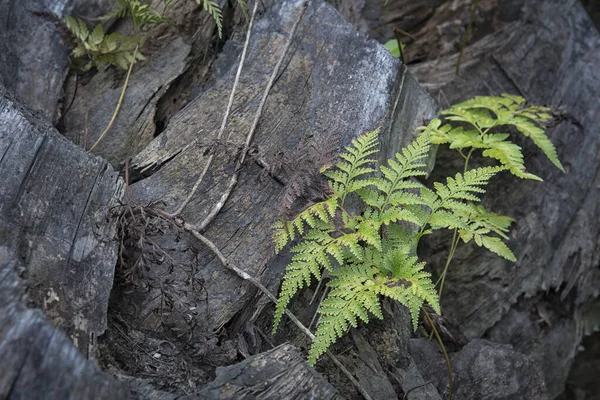 eğreltiotu yaprakları ölü palmiye gövdesinde büyüyor
