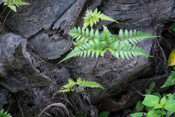eğreltiotu yaprakları ölü palmiye gövdesinde büyüyor