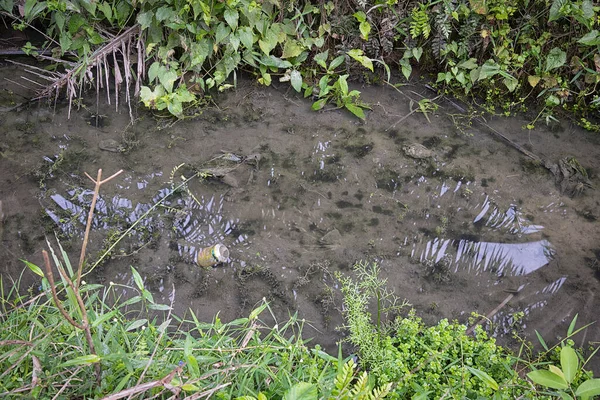 Olhando Para Baixo Sobre Crescimento Sujo Drenagem Rural Com Ervas — Fotografia de Stock