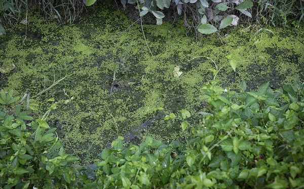 Mirando Hacia Abajo Sucio Crecimiento Excesivo Del Drenaje Rural Con —  Fotos de Stock