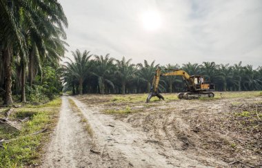 sarı renkli hidrolik kazıcı makinesi.