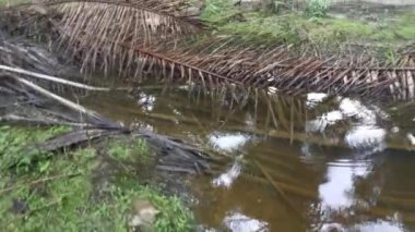 Kurumuş palmiye yaprağı ve dallarla dolu su birikintisi..