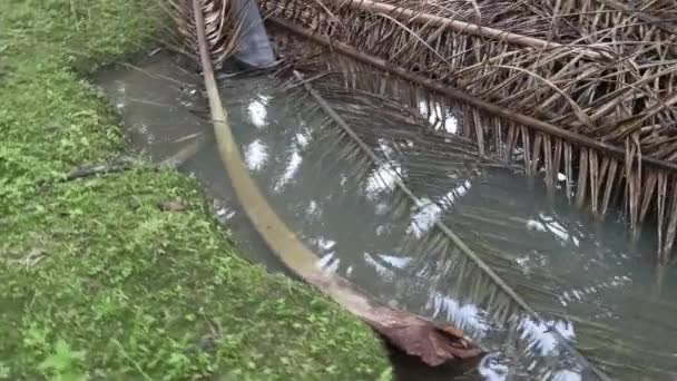 Лужа Наполненная Сушеными Листьями Пальмы Ветвями — стоковое видео