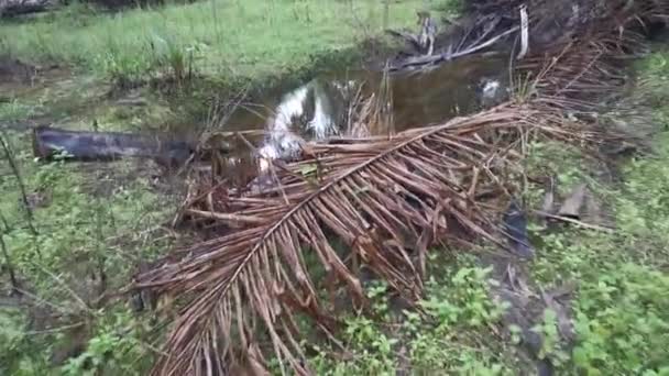 Puddle Filled Dried Oil Palm Leaf Branches — ストック動画