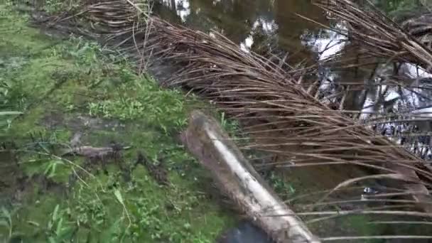 塞满干油棕榈叶和枝条的水坑 — 图库视频影像