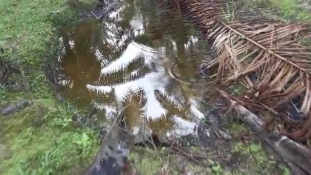 Puddle Filled Dried Oil Palm Leaf Branches — ストック動画