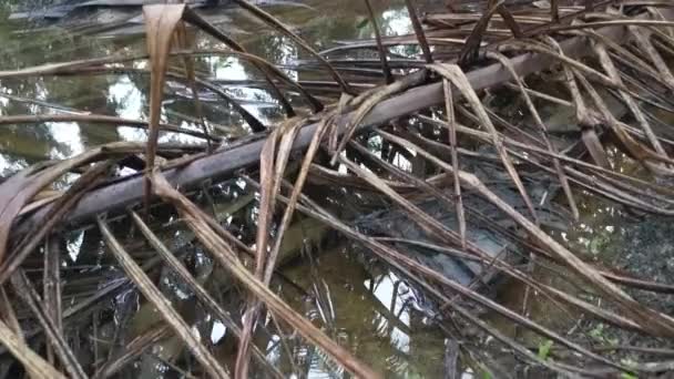 Pfütze Gefüllt Mit Getrockneten Ölpalmenblättern Und Zweigen — Stockvideo