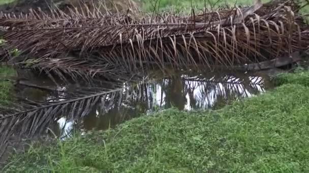 Pozzanghera Riempita Con Olio Secco Foglia Palma Rami — Video Stock