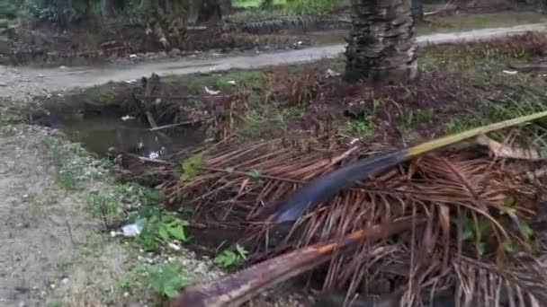 Puddle Filled Dried Oil Palm Leaf Branches — Stock Video