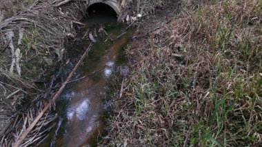 Kurumuş palmiye yaprağı ve dallarla dolu su birikintisi..