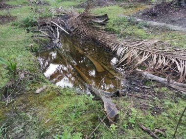 Kurumuş palmiye yaprağı ve dallarla dolu su birikintisi..