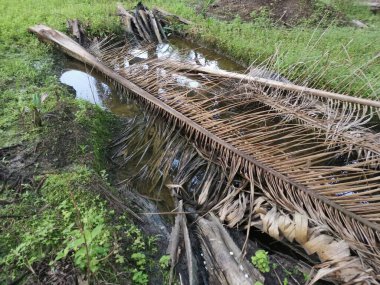 Kurumuş palmiye yaprağı ve dallarla dolu su birikintisi..