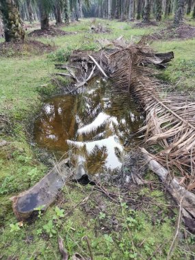 Kurumuş palmiye yaprağı ve dallarla dolu su birikintisi..