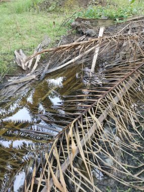 Kurumuş palmiye yaprağı ve dallarla dolu su birikintisi..