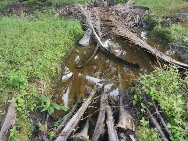 Kurumuş palmiye yaprağı ve dallarla dolu su birikintisi..