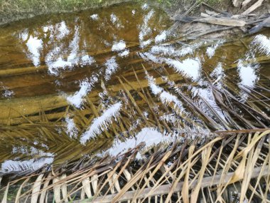 Kurumuş palmiye yaprağı ve dallarla dolu su birikintisi..