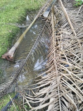 Kurumuş palmiye yaprağı ve dallarla dolu su birikintisi..