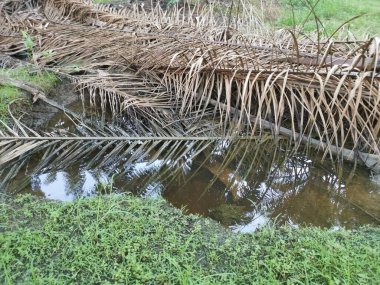 Kurumuş palmiye yaprağı ve dallarla dolu su birikintisi..