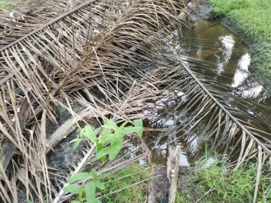 Kurumuş palmiye yaprağı ve dallarla dolu su birikintisi..