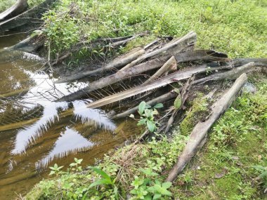Kurumuş palmiye yaprağı ve dallarla dolu su birikintisi..