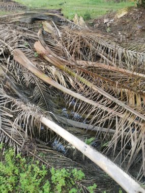 Kurumuş palmiye yaprağı ve dallarla dolu su birikintisi..