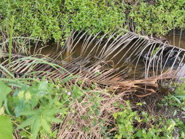 Kurumuş palmiye yaprağı ve dallarla dolu su birikintisi..