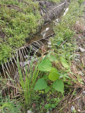 Kurumuş palmiye yaprağı ve dallarla dolu su birikintisi..