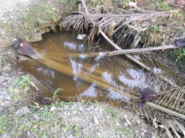 Kurumuş palmiye yaprağı ve dallarla dolu su birikintisi..