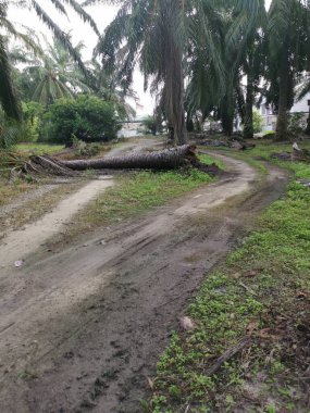 Düşen palmiye ağacı kırsal toprak yolu tıkıyor..