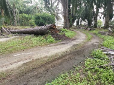 Düşen palmiye ağacı kırsal toprak yolu tıkıyor..
