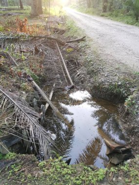 Kurumuş palmiye yaprağı ve dallarla dolu su birikintisi..